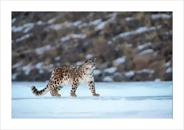Snow leopard (Uncia uncia) Altai Mountains, Mongolia. March