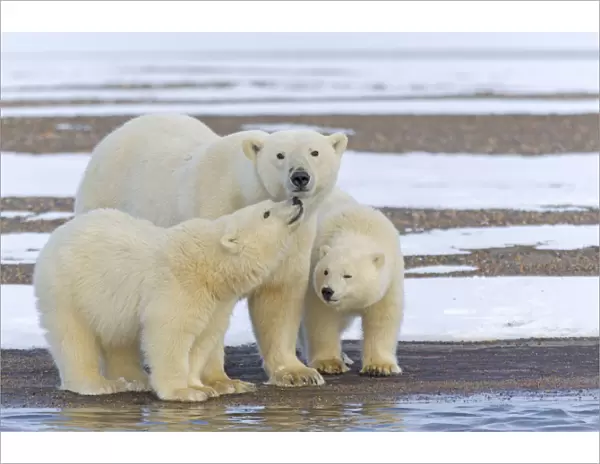 Polar bear (Ursus maritimus), female with two cubs, on a barrier island outside Kaktovik