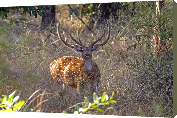 Chital deerl (Axis axis ), male with large antlers, Bandhavgarh National Park, Bandhavgarh