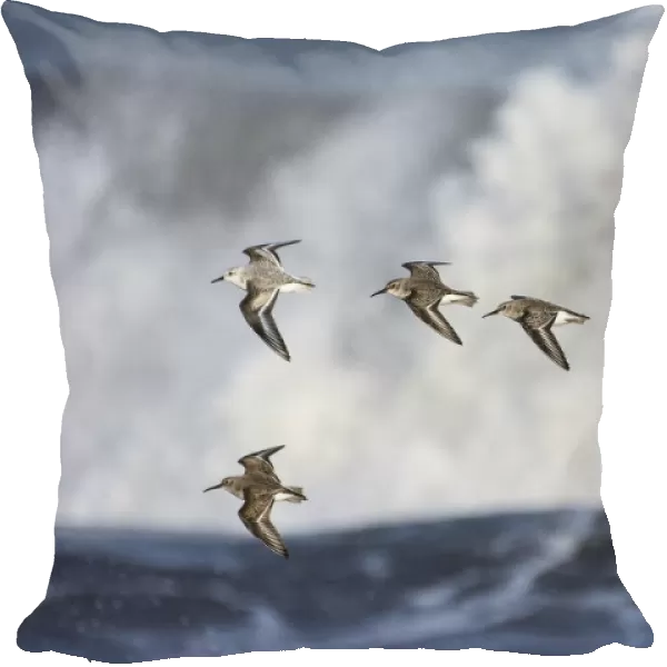 Small flock of Dunlin (Calidris alpina) with a Sanderling (Calidris alba) flying