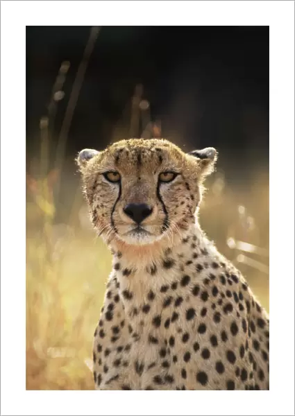 Face portrait of female Cheetah {Acinonyx jubatus}, East Africa
