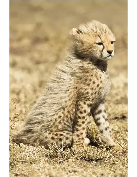 Cheetah (Acinonyx jubatus) cub sitting portrait, Serengeti National Park, Tanzania