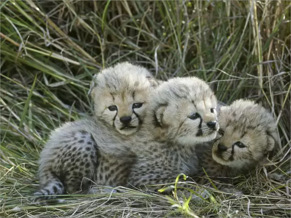 Cheetah (Acinonyx jubatus) cubs aged 5 weeks, Masai-Mara Game Reserve, Kenya