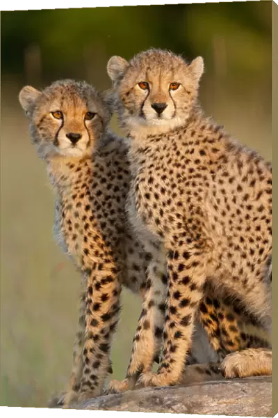 RF- Cheetah (Acinonyx jubatus) cubs aged 6 months, Masai-Mara Game Reserve, Kenya