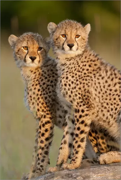RF- Cheetah (Acinonyx jubatus) cubs aged 6 months, Masai-Mara Game Reserve, Kenya