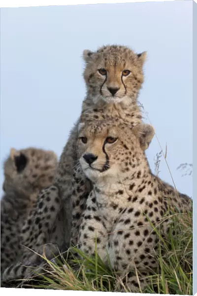 Cheetah (Acinonyx jubatus) mother and cubs 6 months, Masai-Mara Game Reserve, Kenya