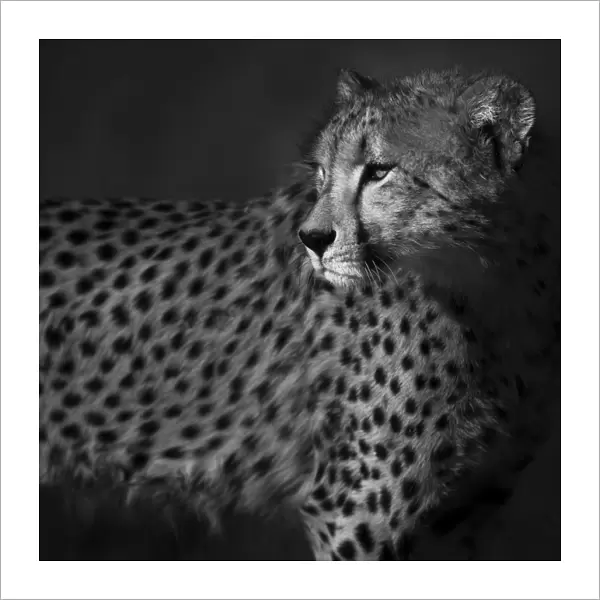 Cheetah (Acinonyx jubatus) staring back over its shoulder, black and white. Save Valley Conservancy