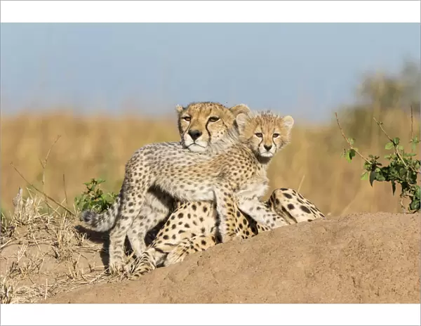 Cheetah (Acinonyx jubatus) mother and cub age 2-3 months, Masai-Mara Game Reserve, Kenya