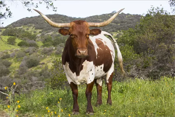 Texas Longhorn cow on high country pasture, Santa Ynez Mountains foothills, Goleta