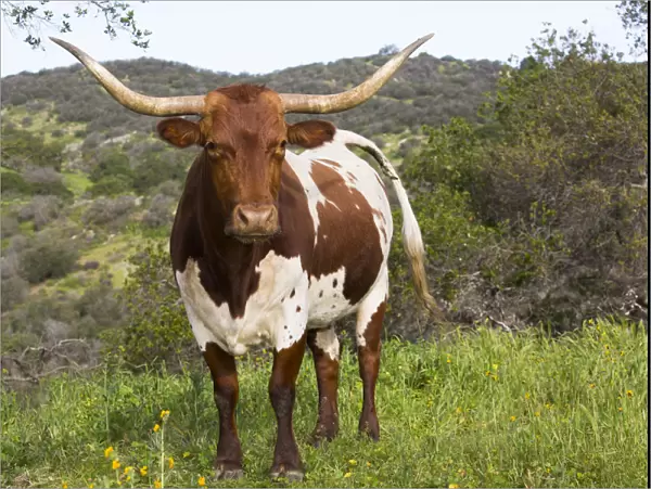 Texas Longhorn cow on high country pasture, Santa Ynez Mountains foothills, Goleta