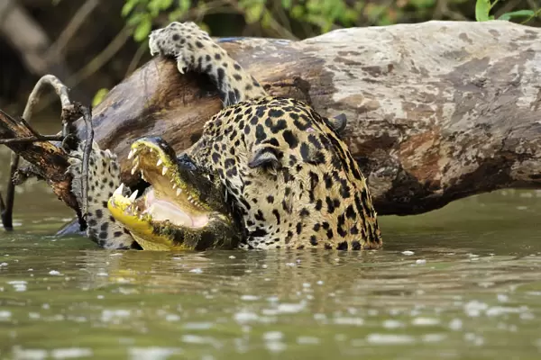 Jaguar (Panthera onca) killing Spectacled caiman (Caiman crocodilus) in Piquiri River
