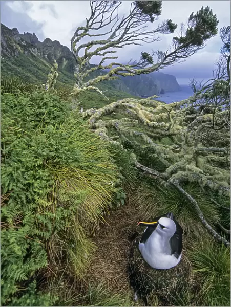 Atlantic yellow-nosed albatross (Thalassarche chlororhynchos). nesting amid ferns