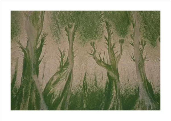 Patterns made in sand by Mint-sauce worms (Symsagittifera roscoffensis  /  Convoluta