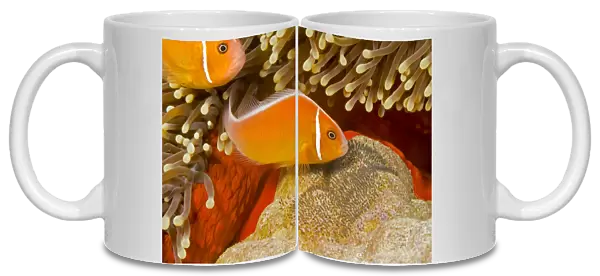 Common anemonefish (Amphiprion perideraion) with eggs in Magnificent sea anemone