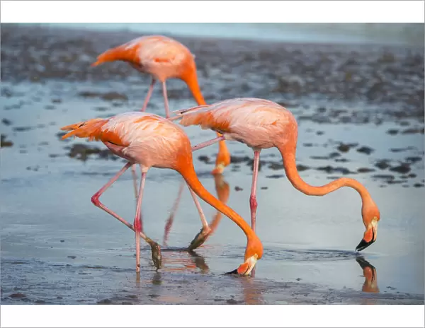 American flamingo (Phoenicopterus ruber) pair in courtship, group of three feeding