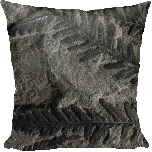 Fossil leaves of seed ferns, a kind of extinct plant, Joggins Fossil Cliffs UNESCO