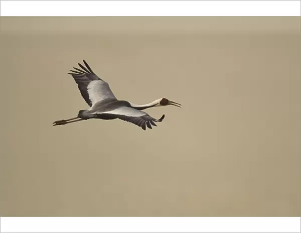 White-naped crane (Grus vipio) flying, Inner Mongolia, China
