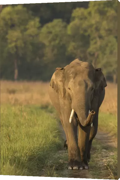 Asiatic elephant (Elephas maximus) male sniffing air while walking on forest track