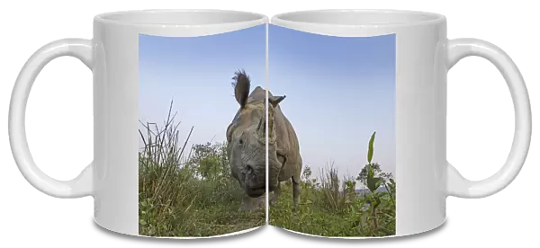 Indian rhinoceros (Rhinoceros unicornis), low angle shot of male, Kaziranga National Park