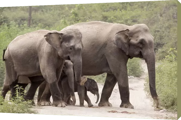 Asiatic elephant (Elephas maximus), herd with few days old calf crossing forest path