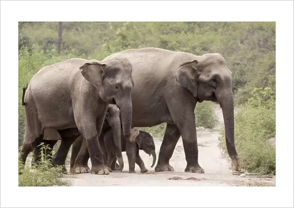 Asiatic elephant (Elephas maximus), herd with few days old calf crossing forest path