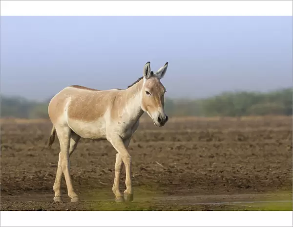 Indian wild ass (Equus hemionus khur), lone stallion standing, Little Rann of Kutch