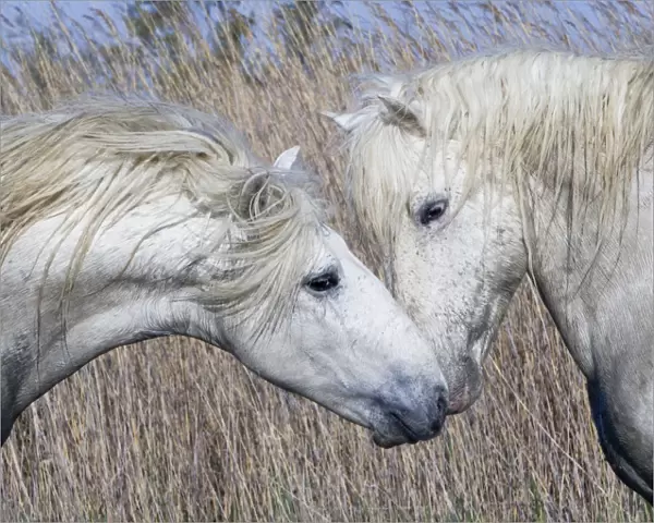 Two white horses of the Camargue, interacting, greeting head to head in marshes, Camargue