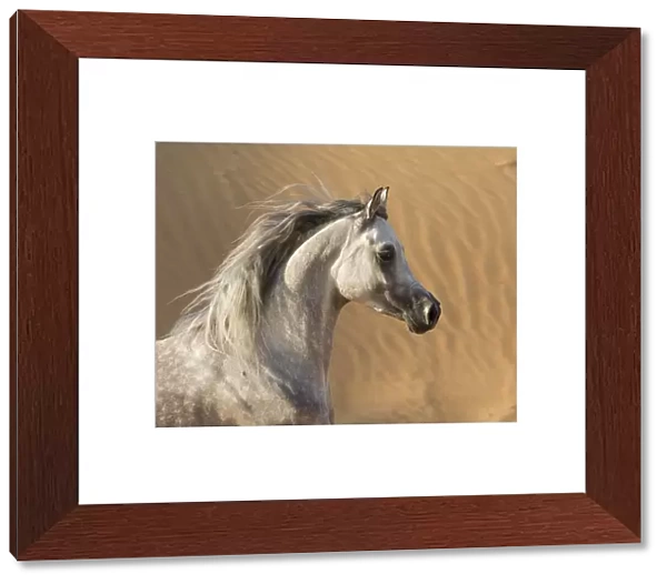 Head portrait of grey Arabian stallion running in desert dunes near Dubai, United