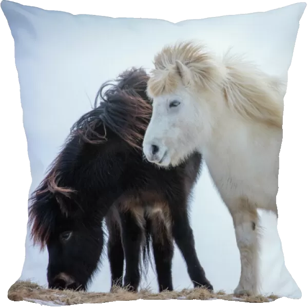 Icelandic horses near Helgafell, Snaefellsness Peninsula, Iceland, March 2015