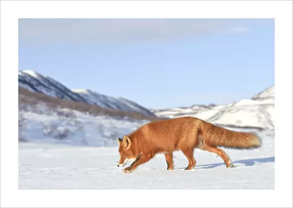 Red fox (Vulpes vulpes) walking in snow, Kamchatka, Far east Russia, January