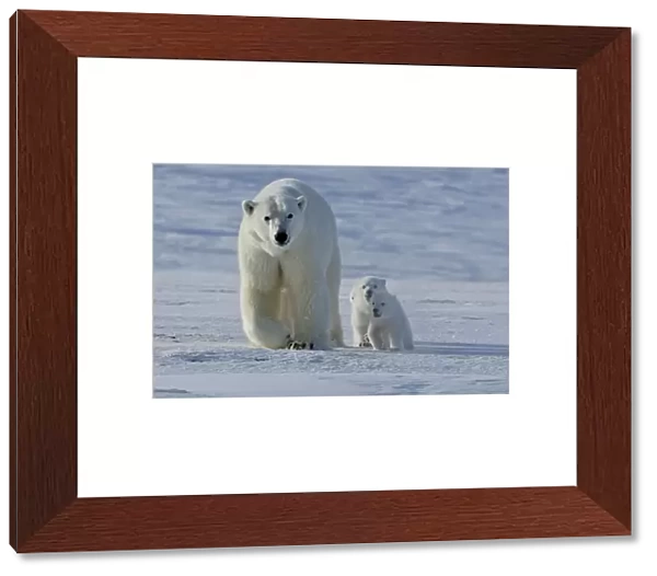 Polar bear (Ursus maritimus) mother with three very young cubs, Wrangel Island, Far Eastern Russia