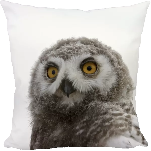 Snowy owl (Bubo scandiacus) fledgling portrait, Wrangel Island, Far Eastern Russia
