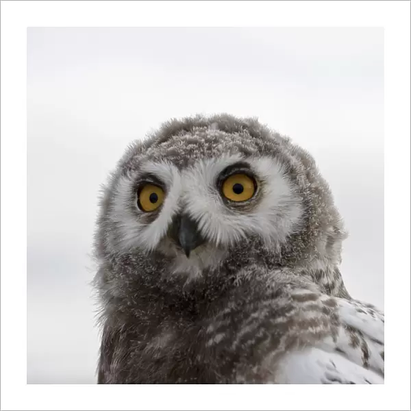 Snowy owl (Bubo scandiacus) fledgling portrait, Wrangel Island, Far Eastern Russia