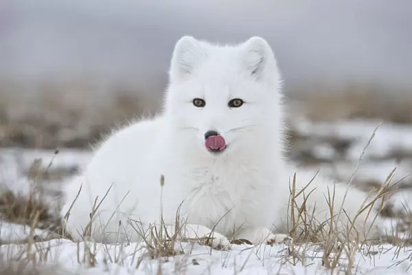 Arctic fox (Vulpes lagopus) in winter fur, licking nose, Wrangel Island, Far Eastern Russia