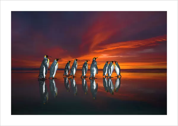 King penguins (Aptenodytes patagonicus) at sunrise, Falklands. Highly honoured in the Ocean View Category of the Nature's Best Windland Smith Rice Ocean View Competition 2017