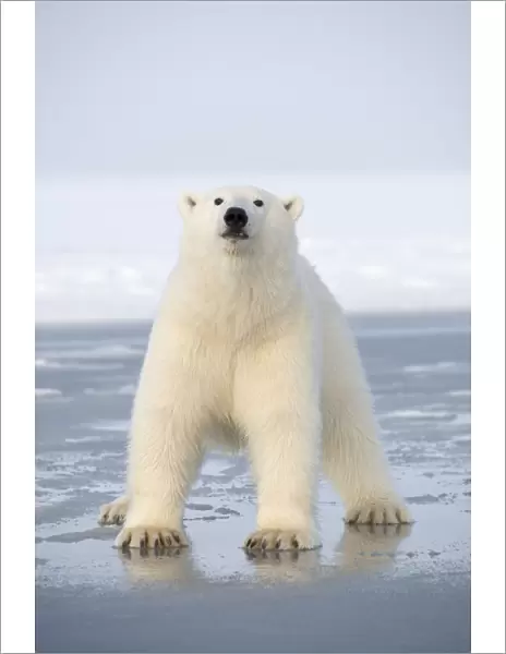 Polar bear (Ursus maritimus) juvenile crossing over newly forming pack ice, during autumn freeze up