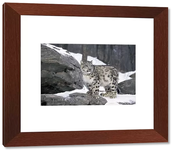 Juvenile Snow leopard {Panthera uncia} captive