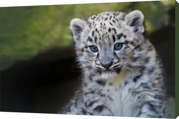Snow leopard (Panthera uncia) age three months, captive