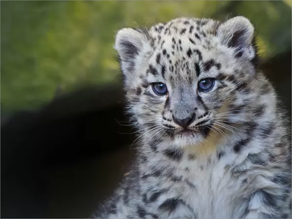 Snow leopard (Panthera uncia) age three months, captive