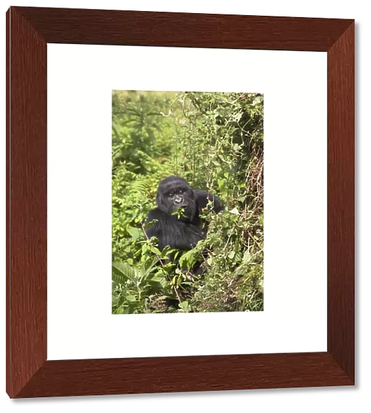 Mountain Gorilla {Gorilla G berengei} adult eating vegetation, Parc National des Volcans