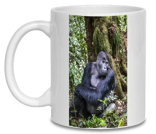 Eastern lowland gorilla (Gorilla beringei graueri) silverback named Chimanuka, Kahuzi-Biega