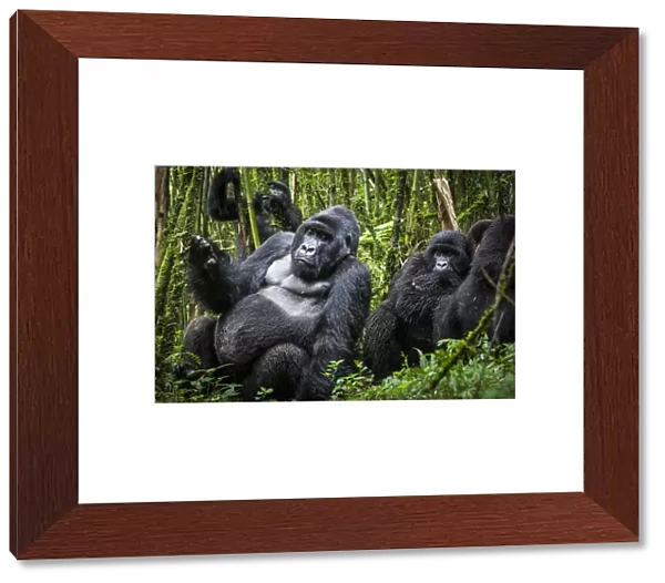 Mountain gorillas (Gorilla beringei) silverback with others, Agashya Group (Former