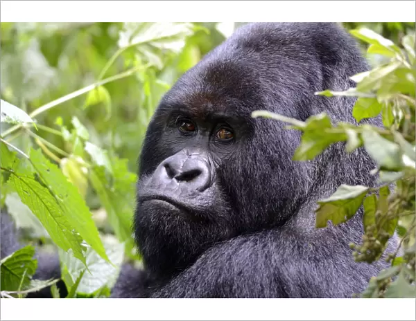 Portrait of male silverback Mountain gorilla (Gorilla beringei beringei) Virunga National Park