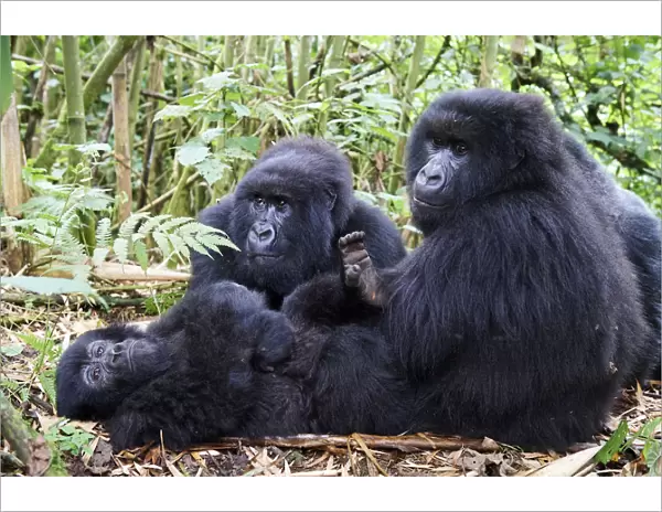 Mountain gorillas (Gorilla gorilla beringei) grooming, members of the Munyaga group