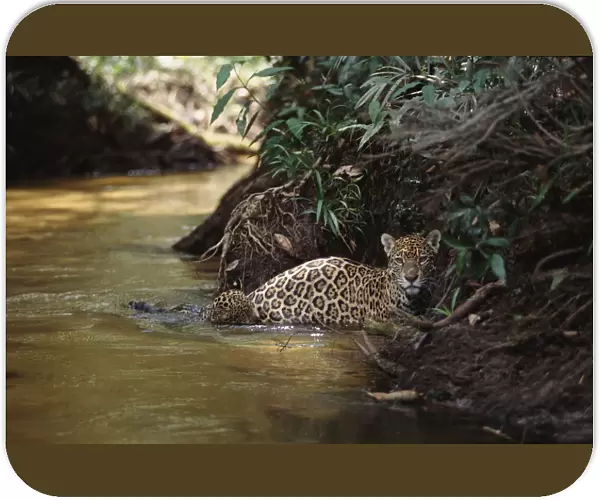 Jaguar female with 6-week-old cub crossing forest creek {Panthera onca}, Amazonia Basin