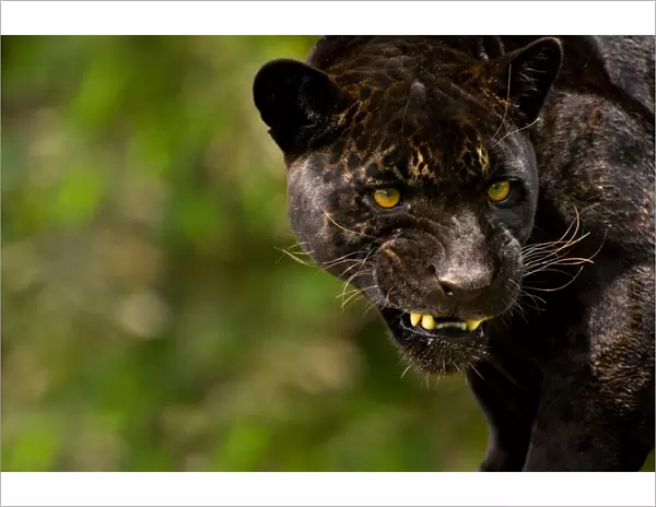 Black Jaguar or Panther (Panthera onca) snarling, captive, Peru