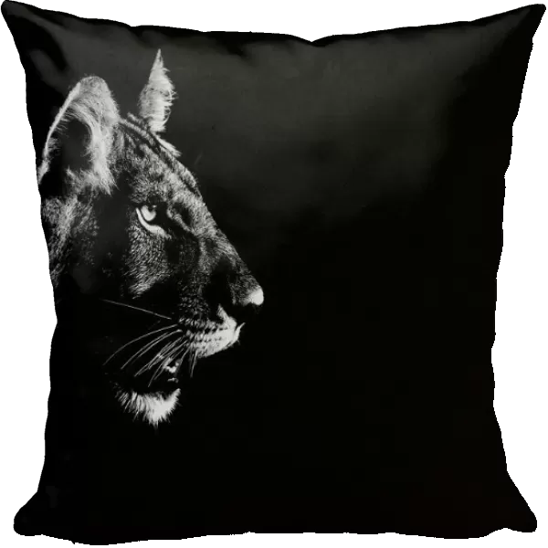 Lion (Panthera leo) side profile of head, at night, Central Kalahari Game Reserve