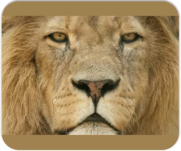 Male Lion (Panthera leo) portrait, close-up of face, captive, occurs in Africa