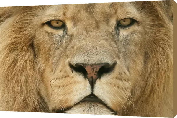Male Lion (Panthera leo) portrait, close-up of face, captive, occurs in Africa