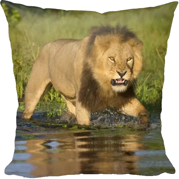 African lion (Panthera leo) growling at potential danger in the water (Panthera leo) Okavango Delta